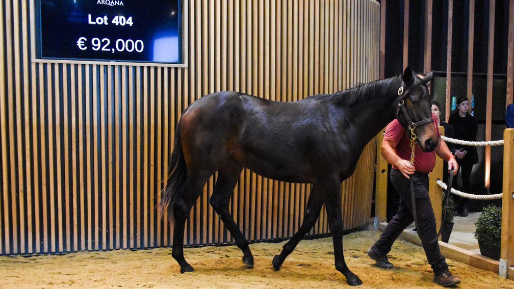 A Zarak filly from the family of Meandre was secured by Paul Nataf for €92,000 on day three of Arqana's October Yearling Sale