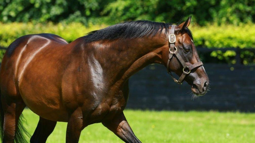 Camelot: a first Royal Ascot winner as sire in Hunting Horn