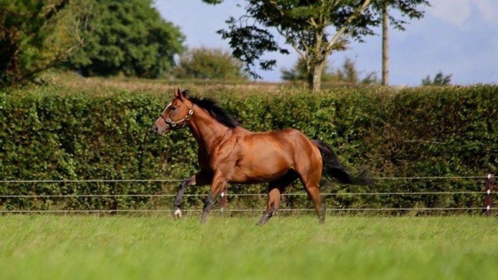 Leading Light: will stand at Longford House Stud in County Tipperary from 2024