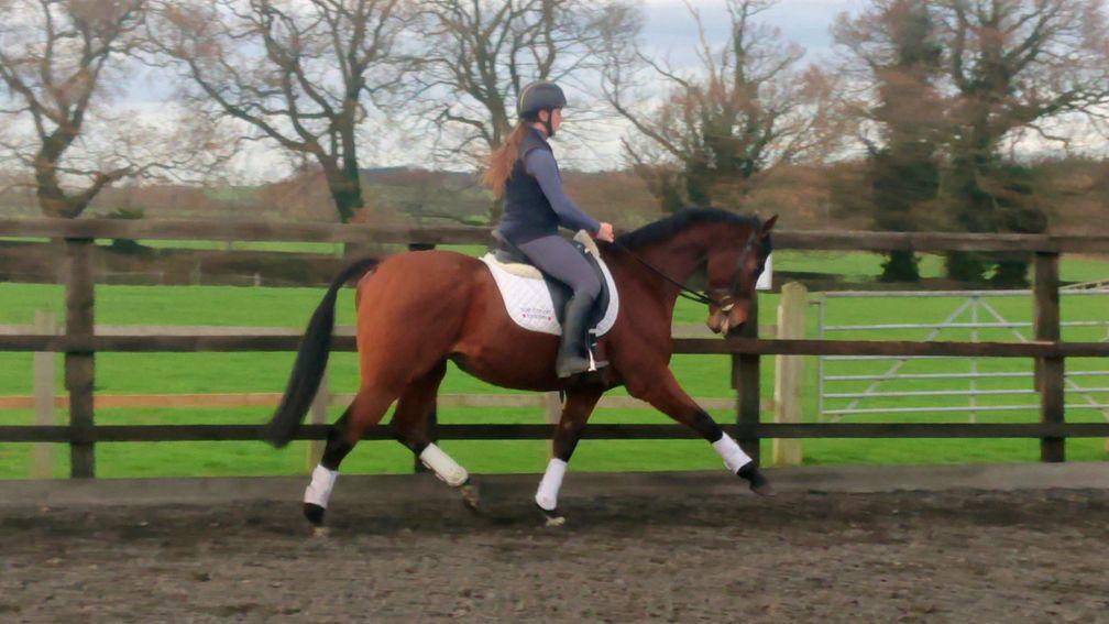 Alameery: the son of Kingman shows off his paces as he prepares for an eventing career