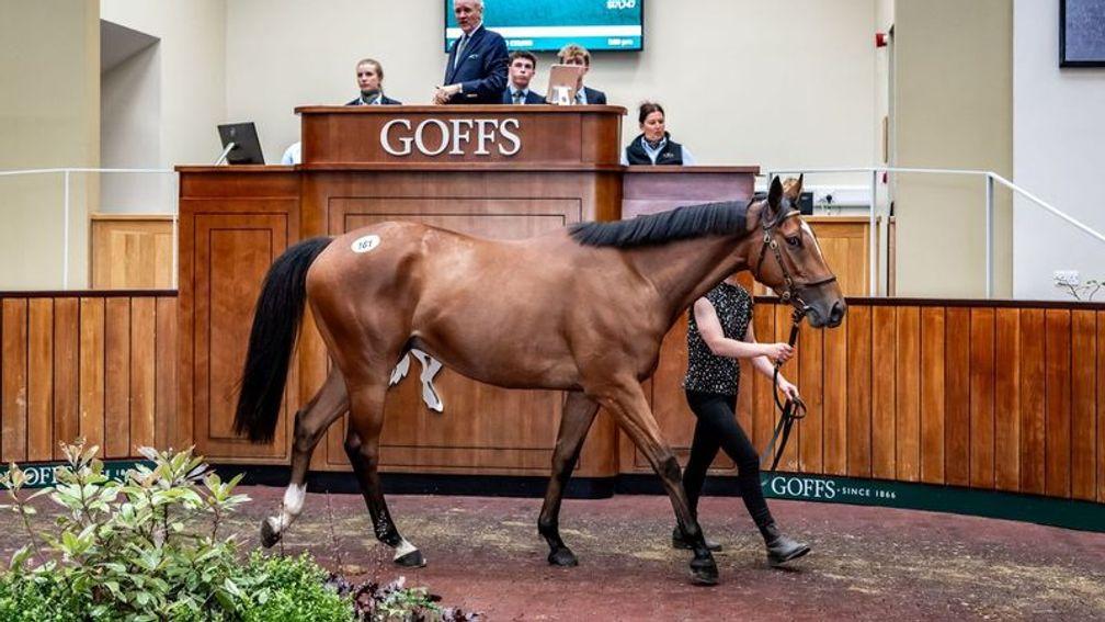 Worthen Hall Stables' Jukebox Jury gelding from the family of Master Minded sells to Tom Malone and Paul Nicholls for £135,000 at the Goffs Spring Store Sale