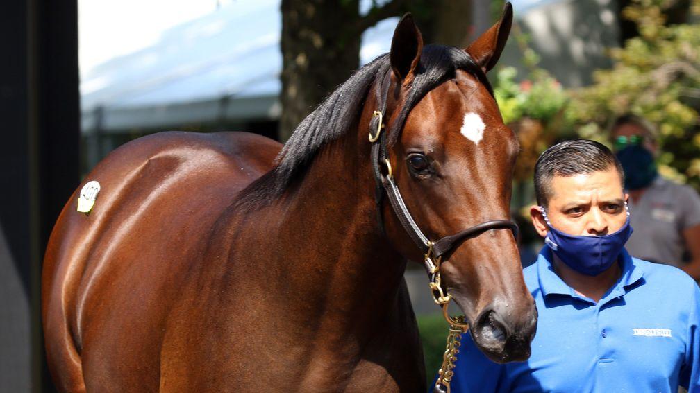 The American Pharoah colt who led the way at $1.25m at Fasig-Tipton on Thursday