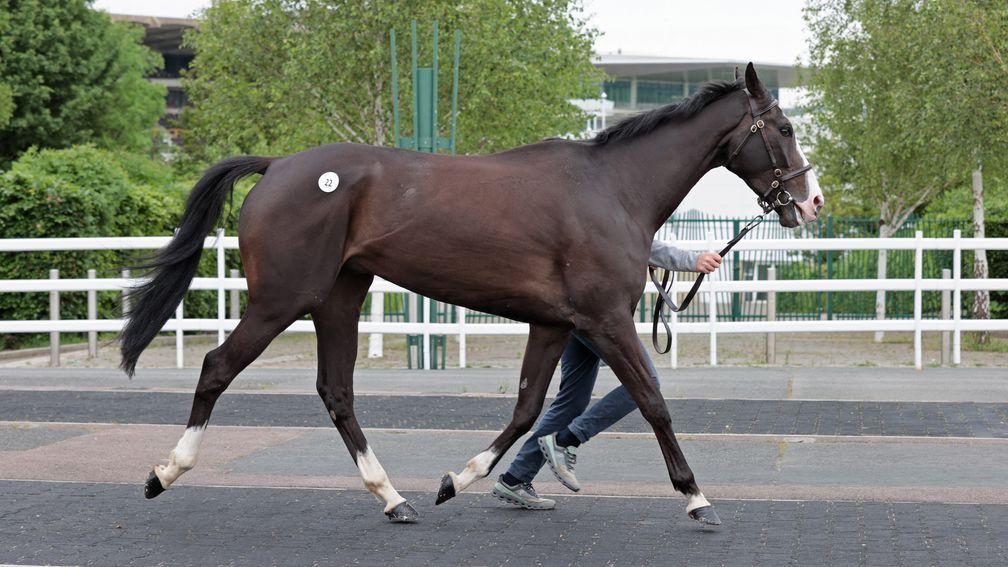 American Jukebox is shown pre-sale; he was the second lot to make six figures on the day