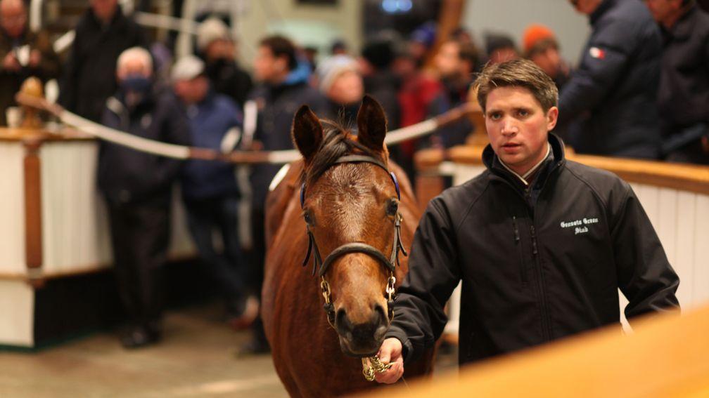The Dubawi half-brother to Angel's Point in the ring at Tattersalls