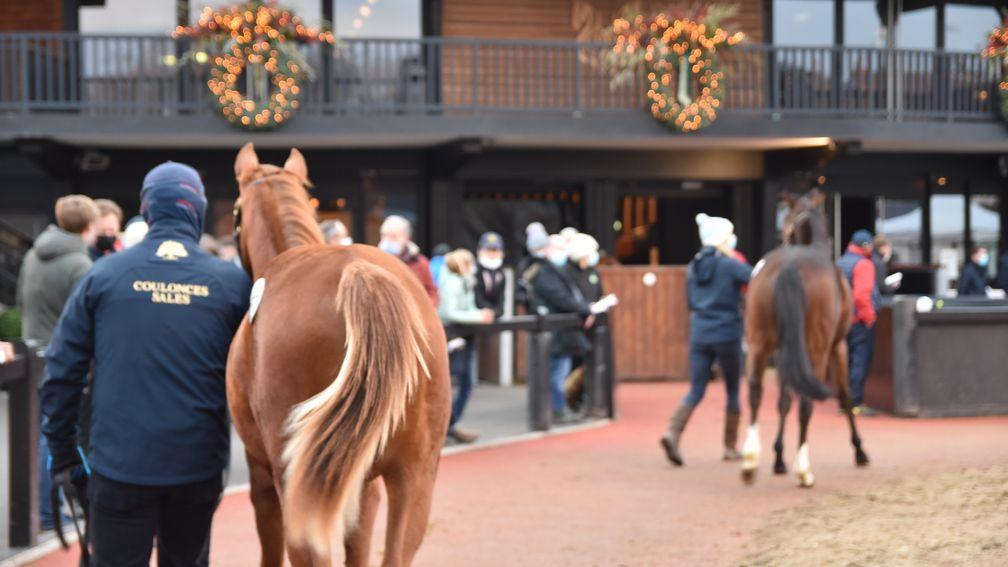 The Arqana Breeding Stock Sale reached day three of four on Monday
