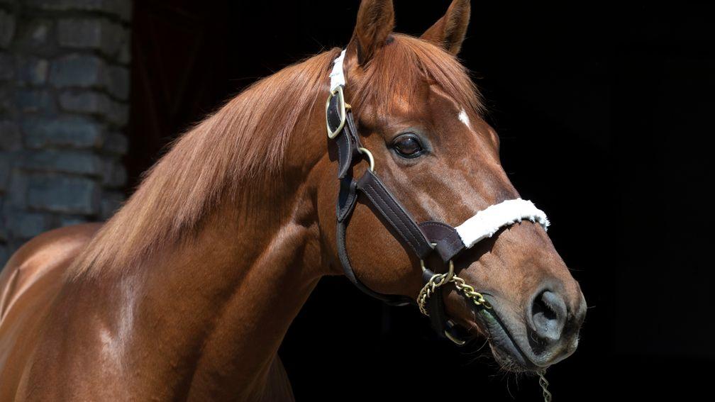 Gun Runner: "He has become so good, he deserves a certain kind of mare"