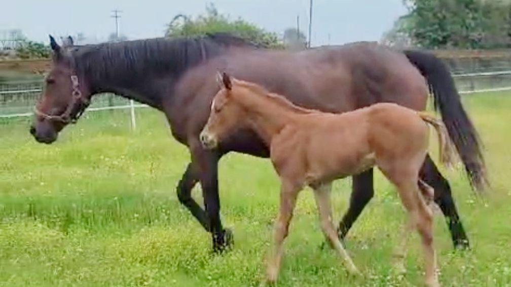 The well-related Notnowcato mare Bali Girl with her Old Persian colt foal at Hollow Lodge Stud