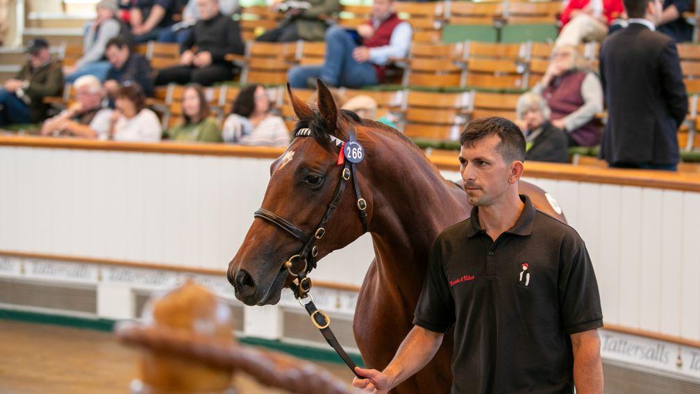The Frankel colt takes his turn in the sales ring on the second day of Tattersalls Book 1