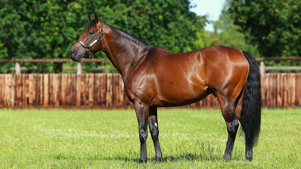Wild Animal is a son of Kingman, pictured here at stud
