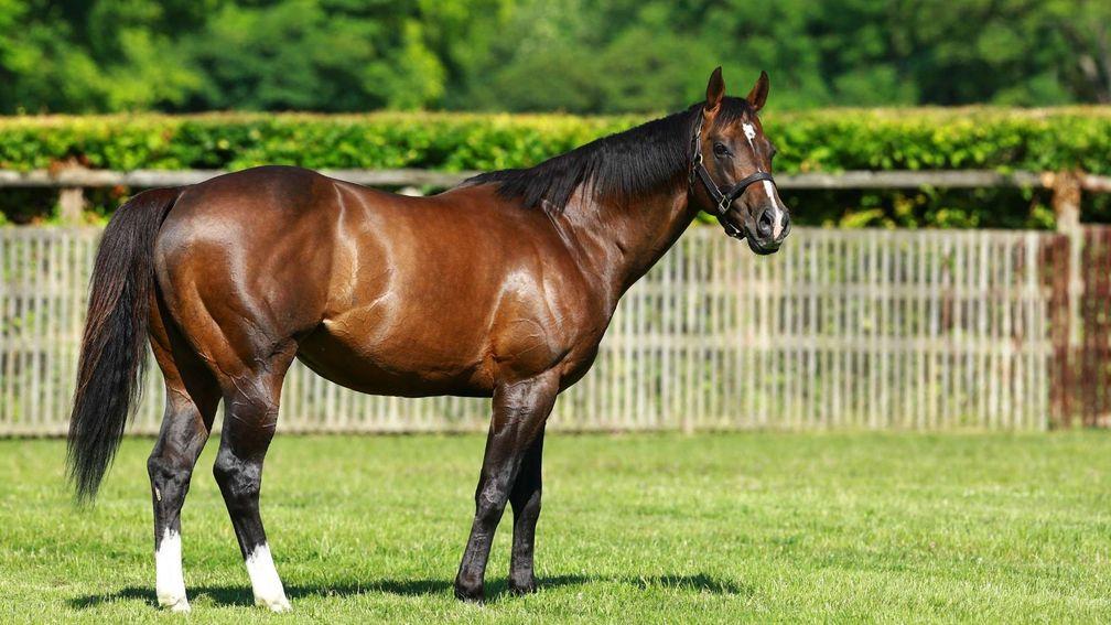 Cable Bay: sire enjoyed Group 1 winner on Saturday thanks to son Uncommon James
