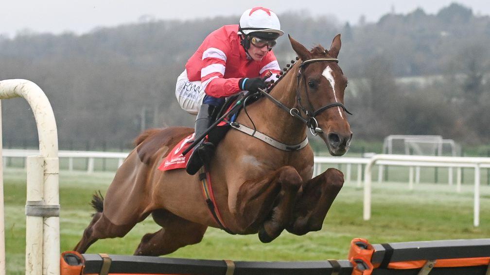 Blood Destiny: one of several Triumph Hurdle contenders for Willie Mullins