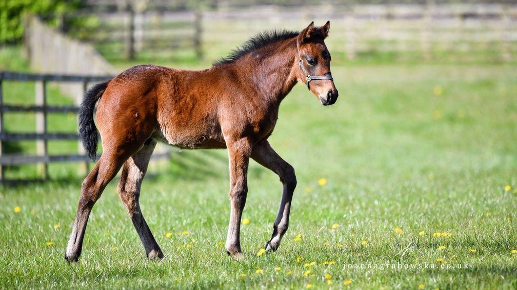 Elwick Stud's Time Test foal out of Brave Times