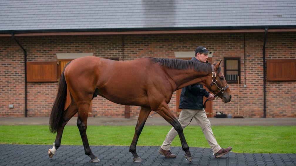 Volver is in foal to Newsells Park Stud's St James's Palace Stakes winner Without Parole 