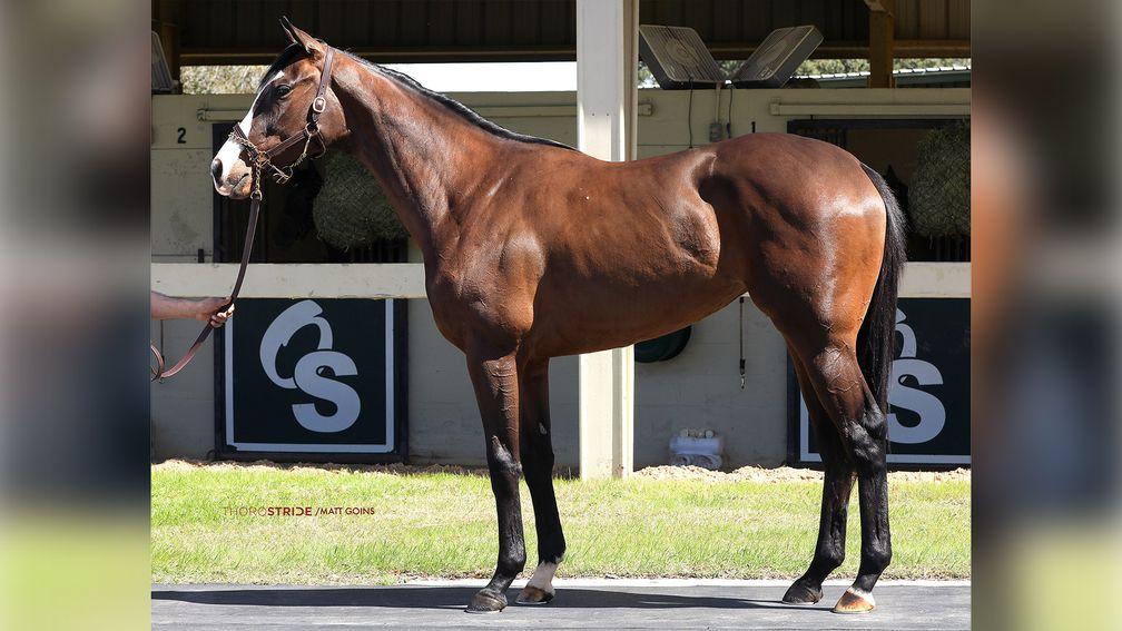 The $1.8 million Win Win Win filly who topped the final session of the OBS March Sale