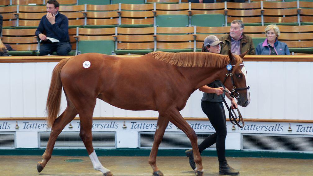 The session-topping Frankel filly in the ring on the final day of Book 1 