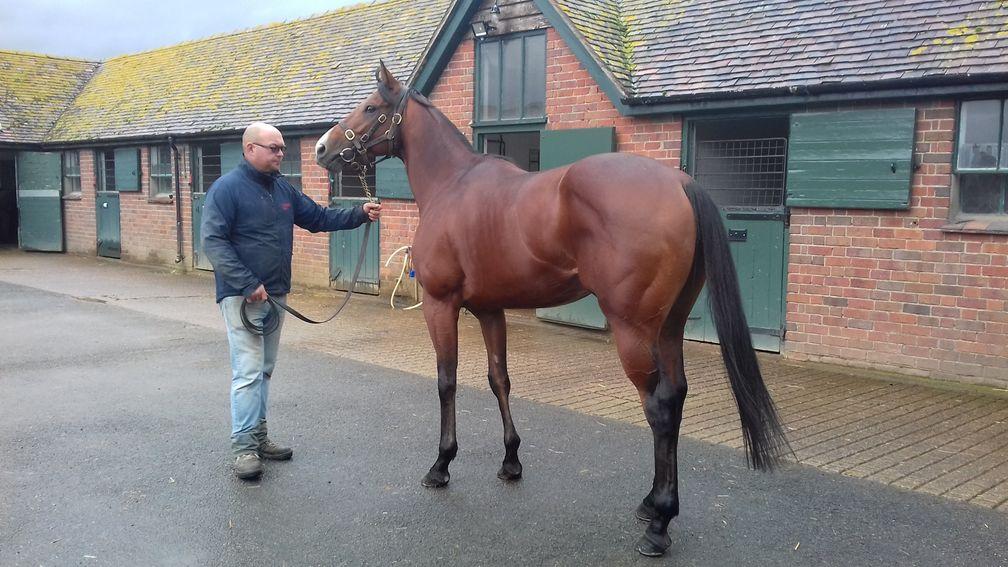 Le Brivido stands to attention at Overbury Stud