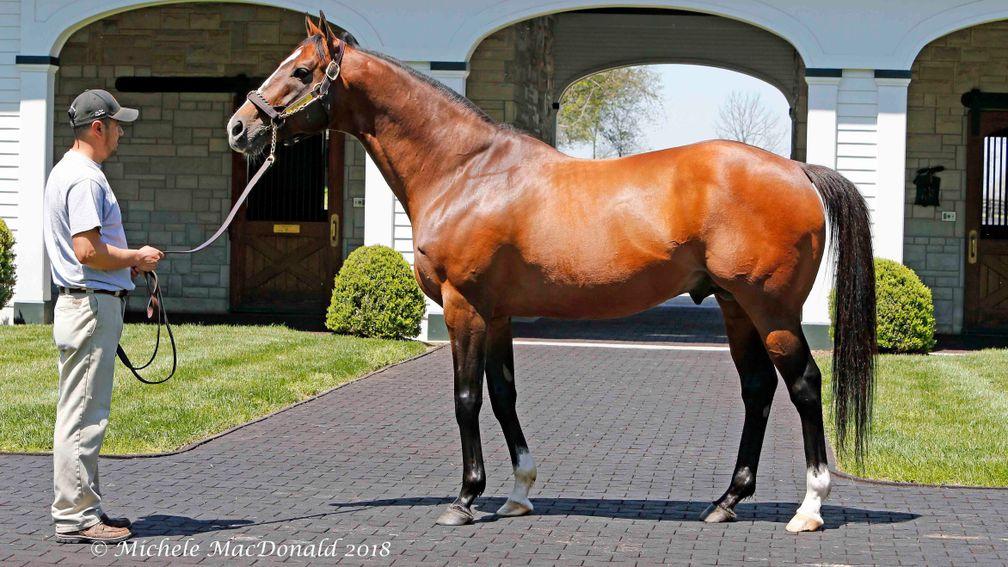 Into Mischief is one of five US stallions to have covered more than 200 mares