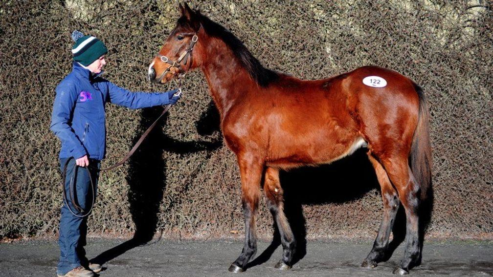 The Ol' Man River colt hammered down for €35,000 on Tuesday