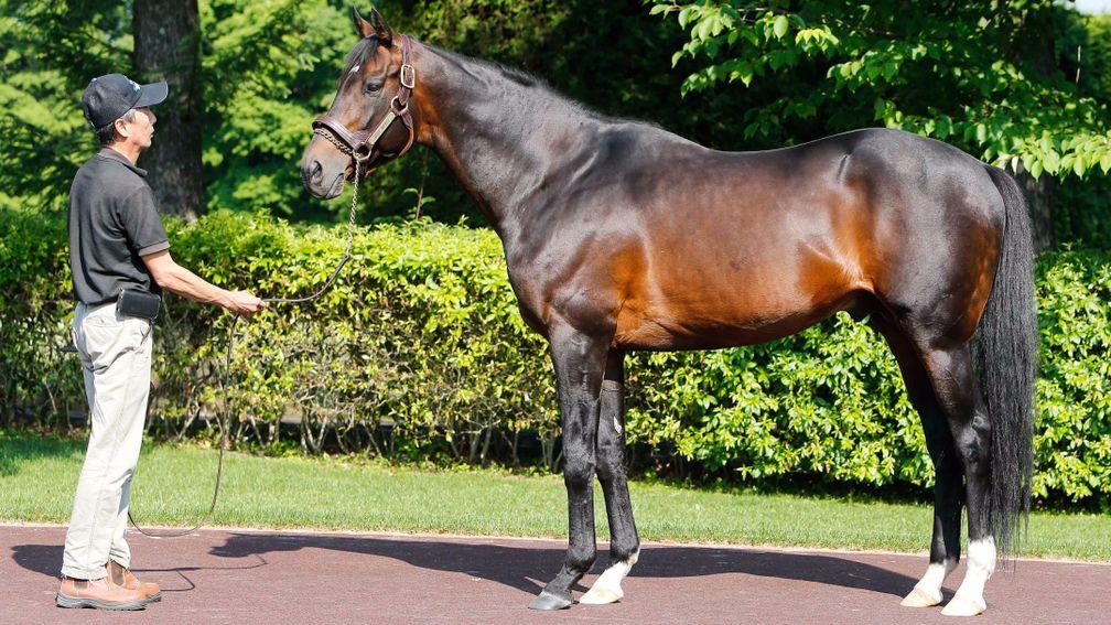 Deep Impact: only a handful of international breeders have been able to send mares to him