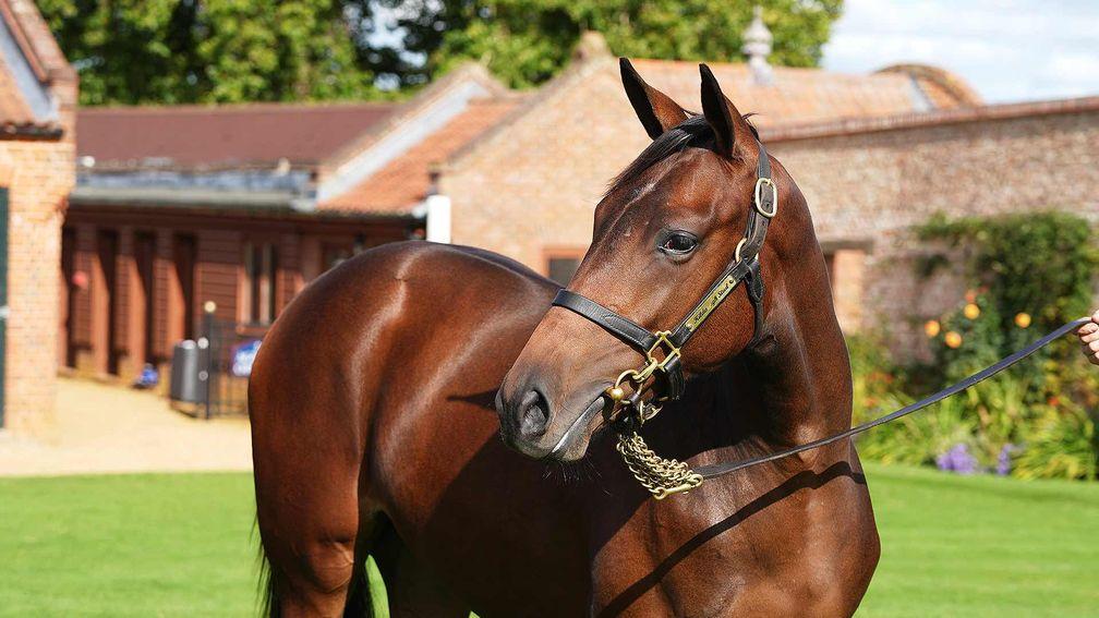 The Sea The Stars filly out of Oriental Magic who sold for 575,000gns on Tuesday