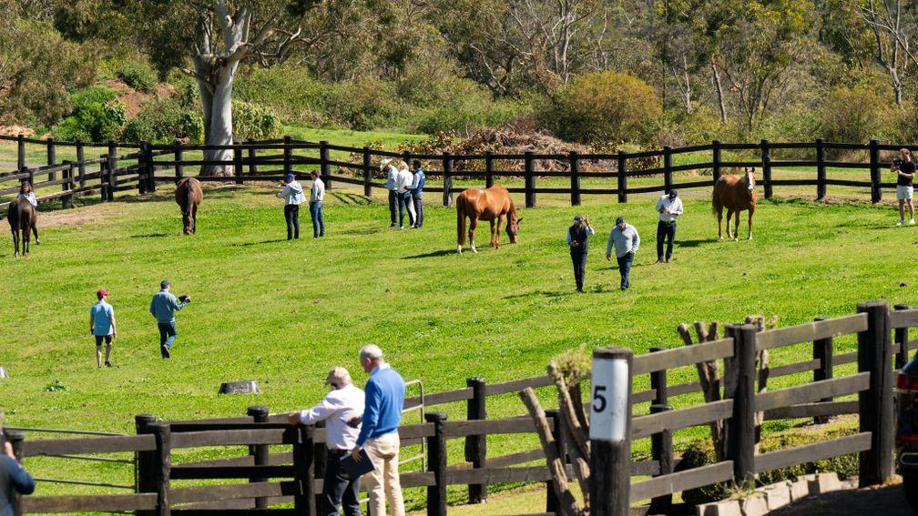 The lots are inspected ahead of the Strawberry Hill Stud dispersal