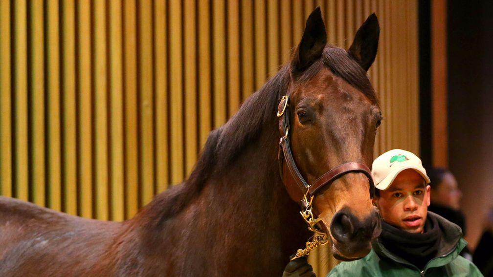 Zaidiyna: Azamour mare exchanged hands for €82,000 on Monday
