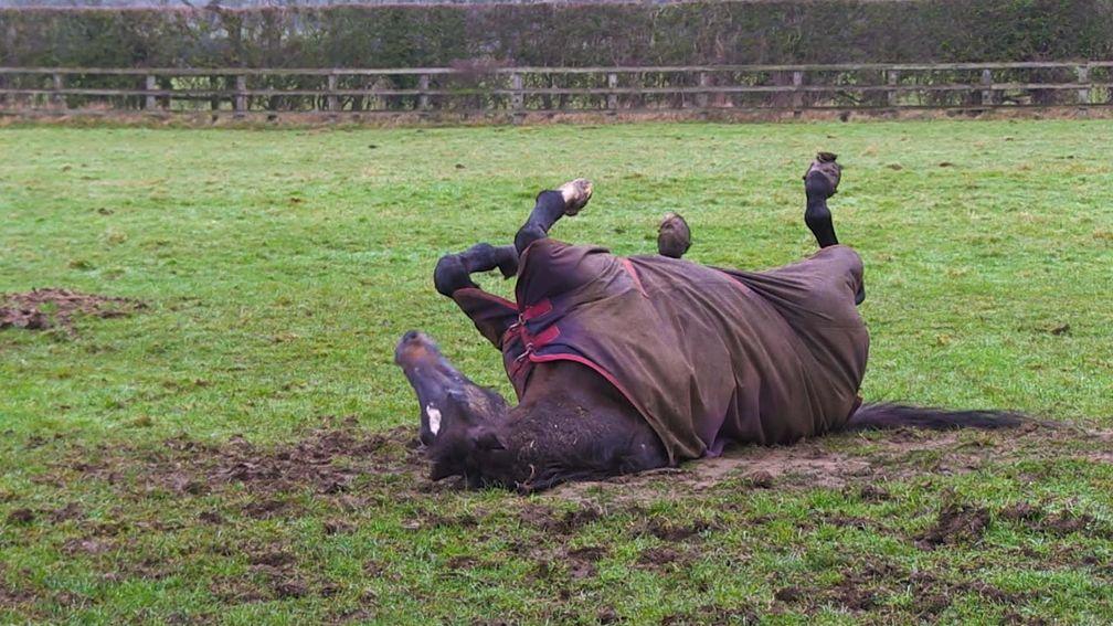 Overbury Stud stalwart Kayf Tara enjoys a roll around in the mud