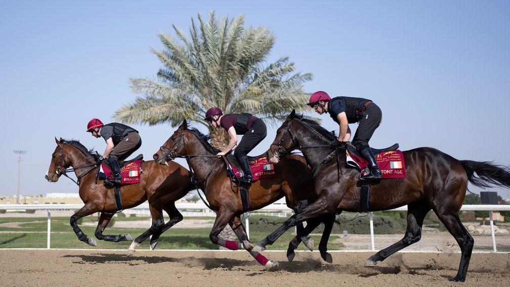 Broome (left), Order of Australia (centre) and Stone Age gear up for their assignments out on the track in Qatar