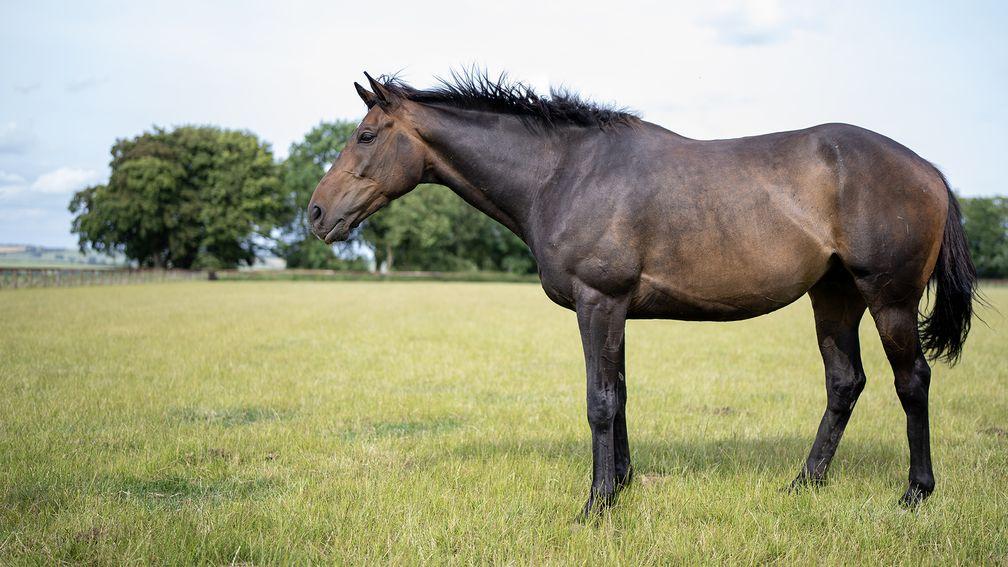 Constitution Hill pictured in his paddock at Charlie and Tracy Vigors' Hillwood Stud near Marlborough, Wiltshire