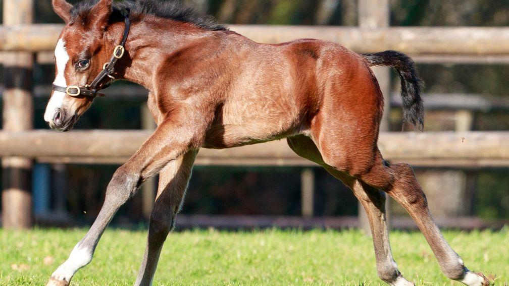 The first foal by world champion Baaeed is this filly out of Mejthaam