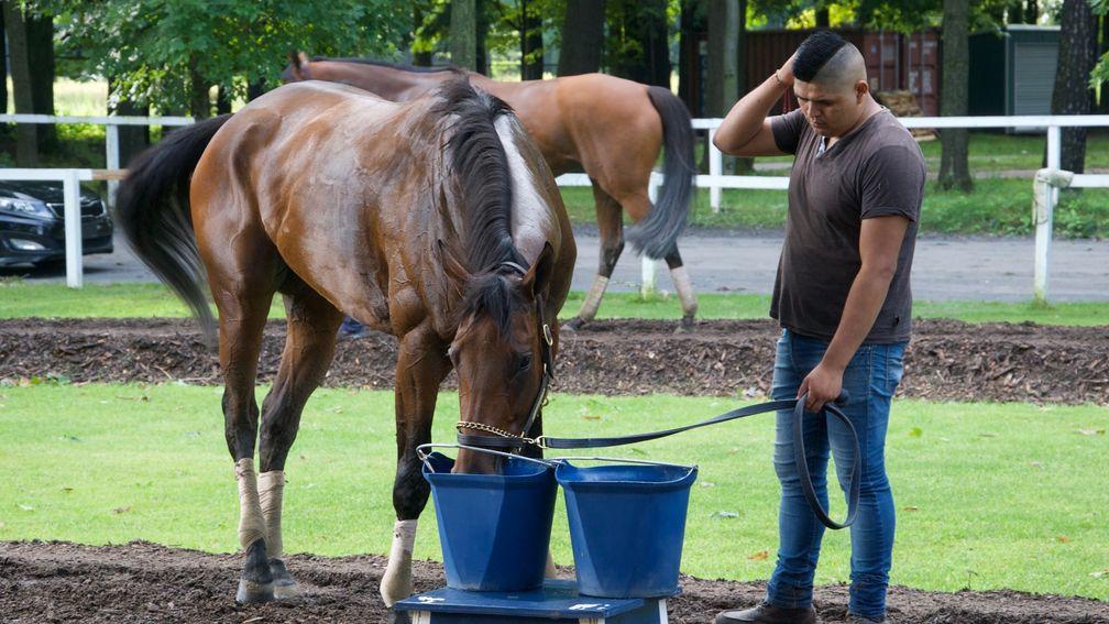 A cooling drink after work for one horse