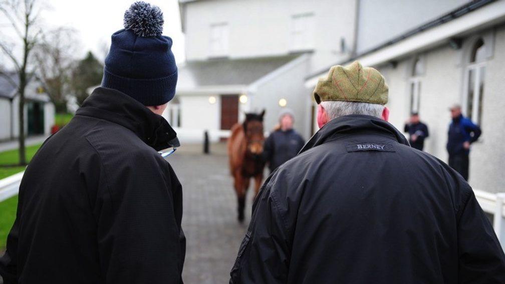 Buyers cast their eye over a yearling at Fairyhouse on Tuesday