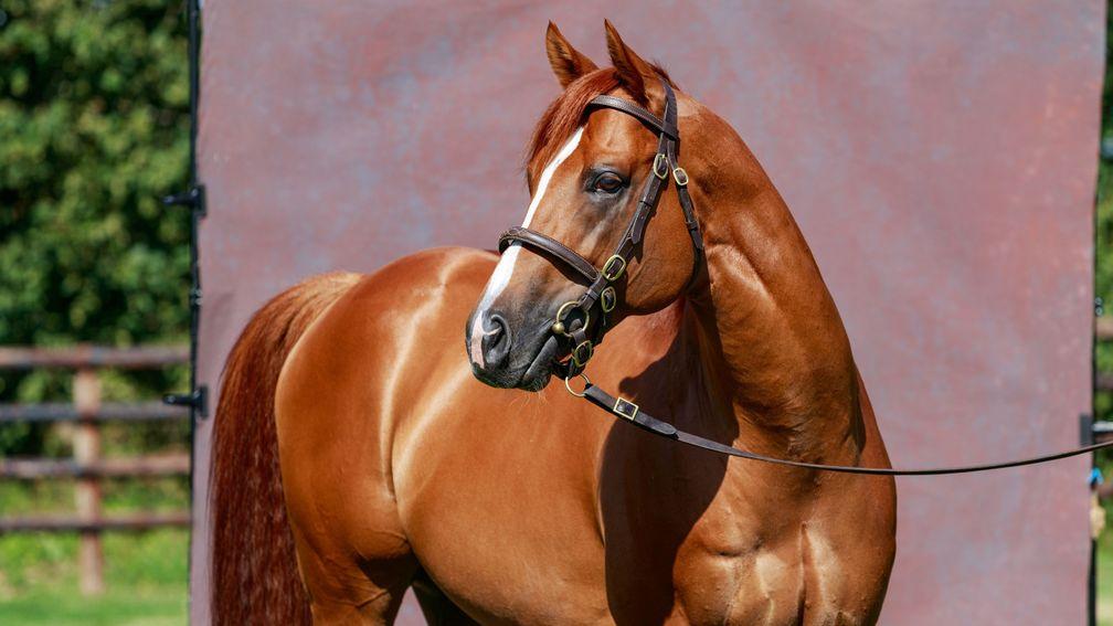 Mekhtaal: high-class racehorse for Al Shaqab Racing and new recruit for Irish breeders in 2023