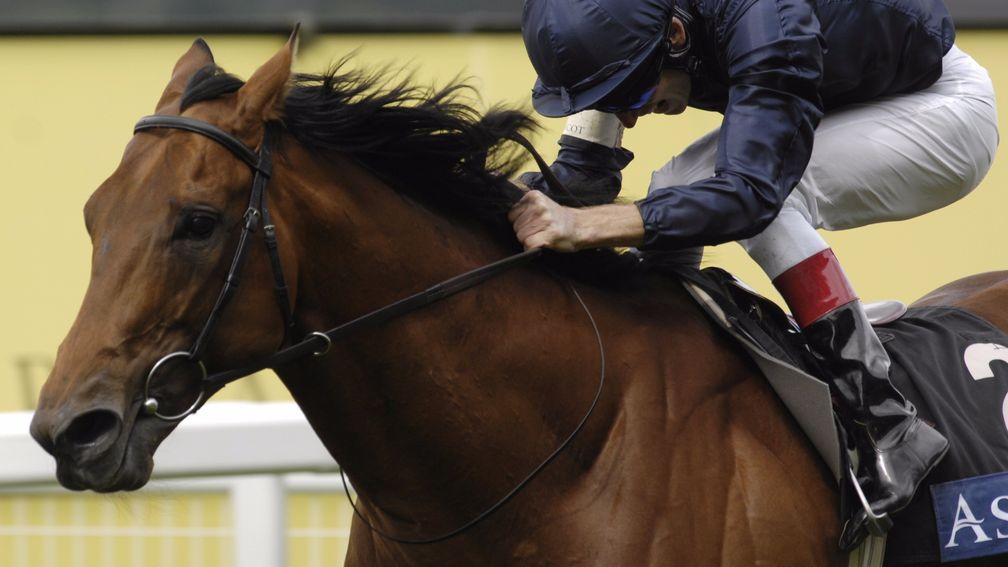 Duke Of Marmalade: won five consecutive Group 1s but was prematurely rejected in the sales ring