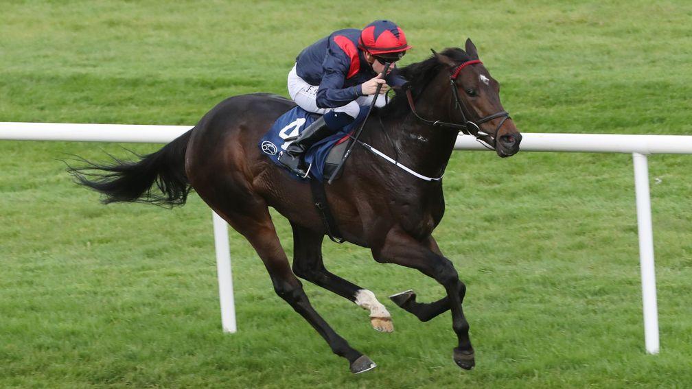 I Am Superman: son of Fastnet Lady is heading for the Jebel Hatta
