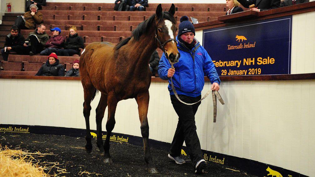 Kayf Tara colt out of Molo who topped the one-day Tattersalls Ireland February Sale