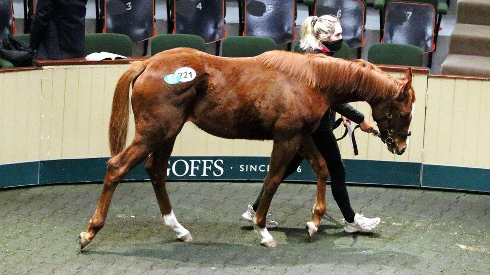The Soldier's Call filly out of Saga Celebre, from Coolagown Stud, who was purchased by Mags O'Toole for €45,000