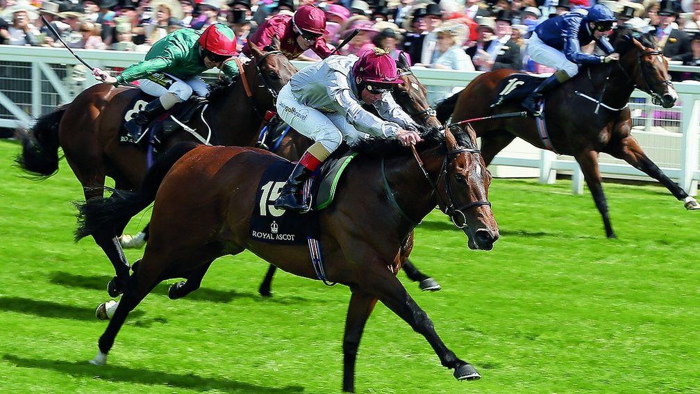 The Wow Signal: was bought at Ascot in 2014 for £50,000 by Sean Quinn
