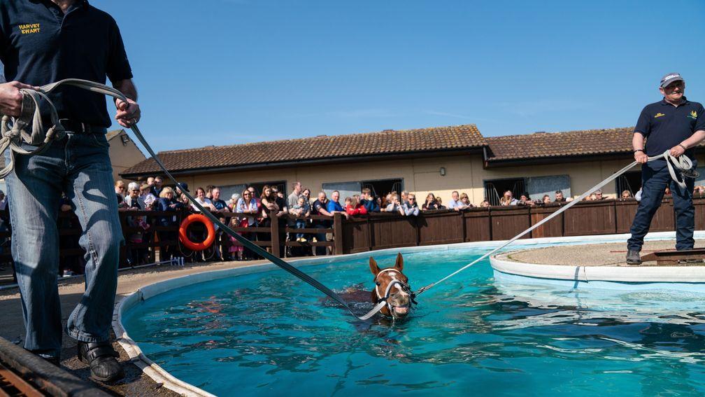 The Johnstons' equine pool is always a big attraction at the Middleham Open Day