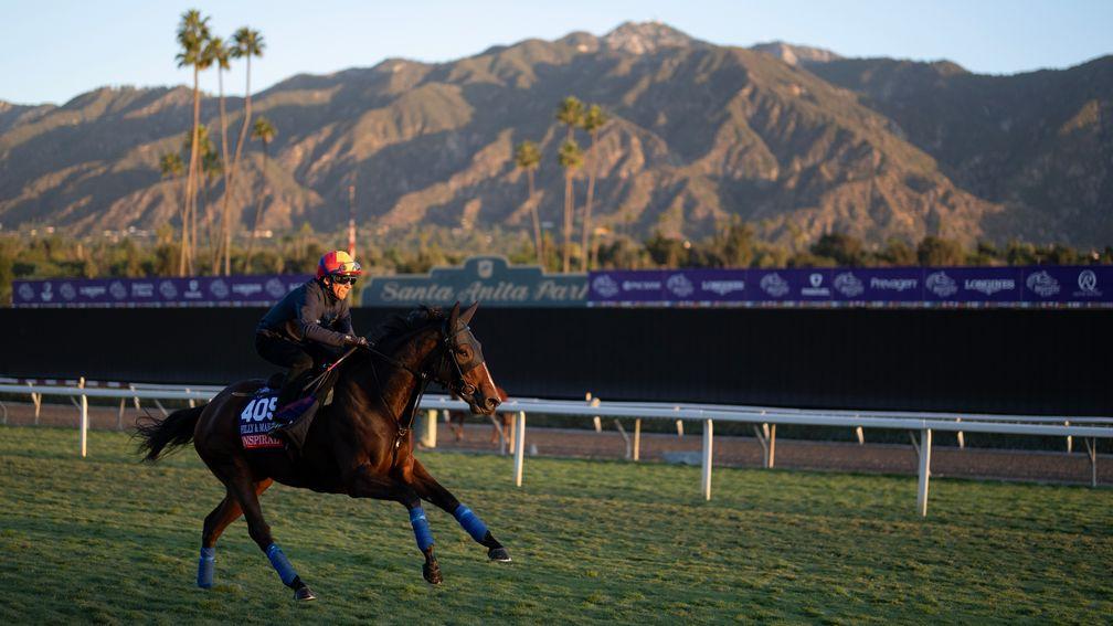 Inspiral has a look at the horse who has crossed her path at the end of Wednesday's workout on the turf at Santa Anita.