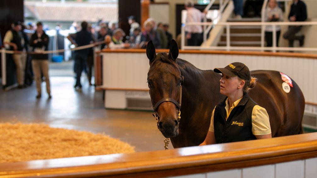 Newsells Park Stud's Dubawi filly out of Luminate 