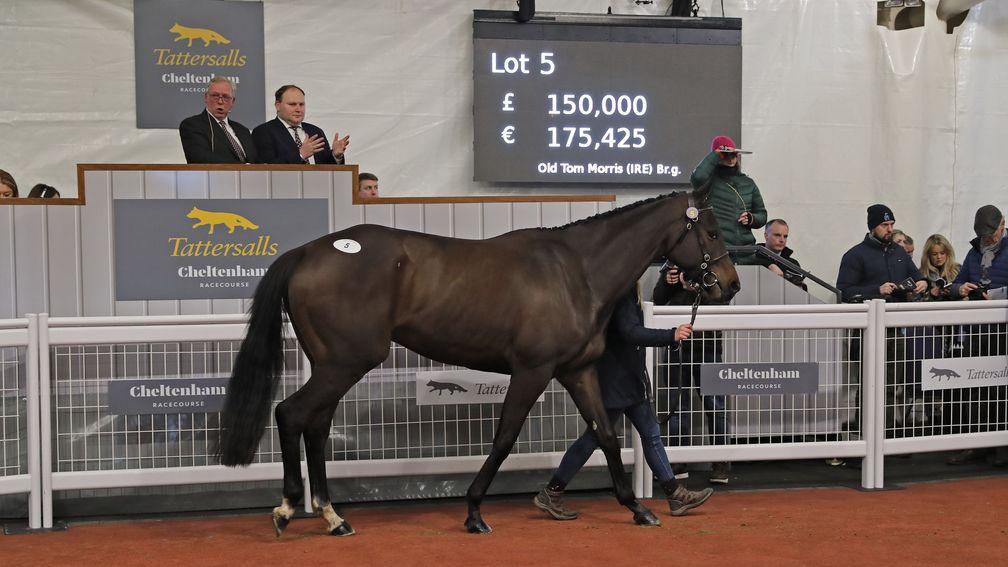 The sale-topping Old Tom Morris in the ring at Tattersalls Cheltenham