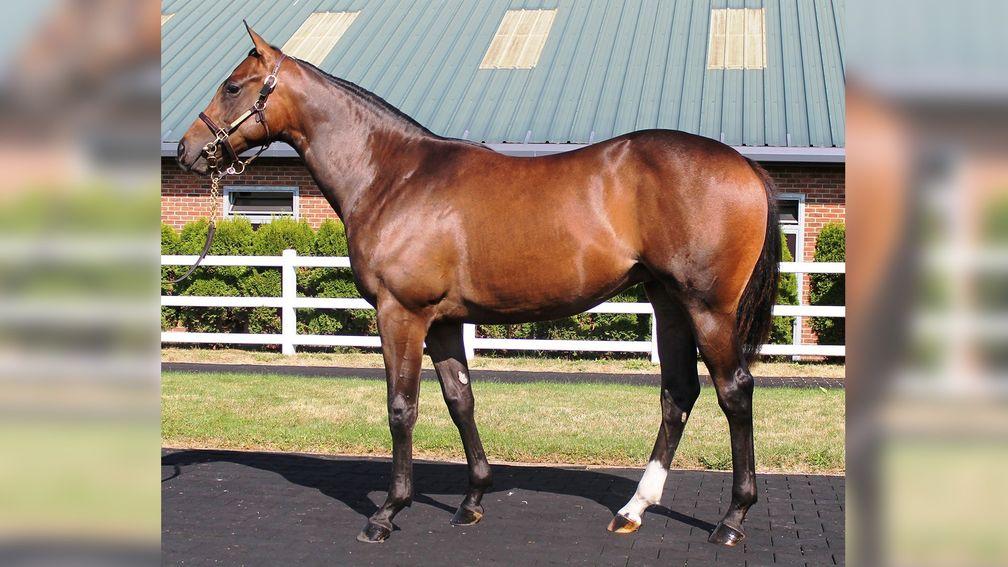 Lot 303: the Kodiac filly out of Wittgenstein