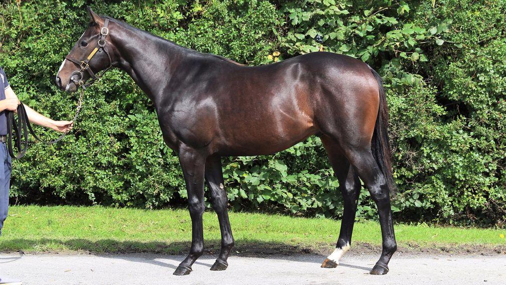 The Shamardal brother to Bow Creek offered by Roundhill Stud at Goffs this week