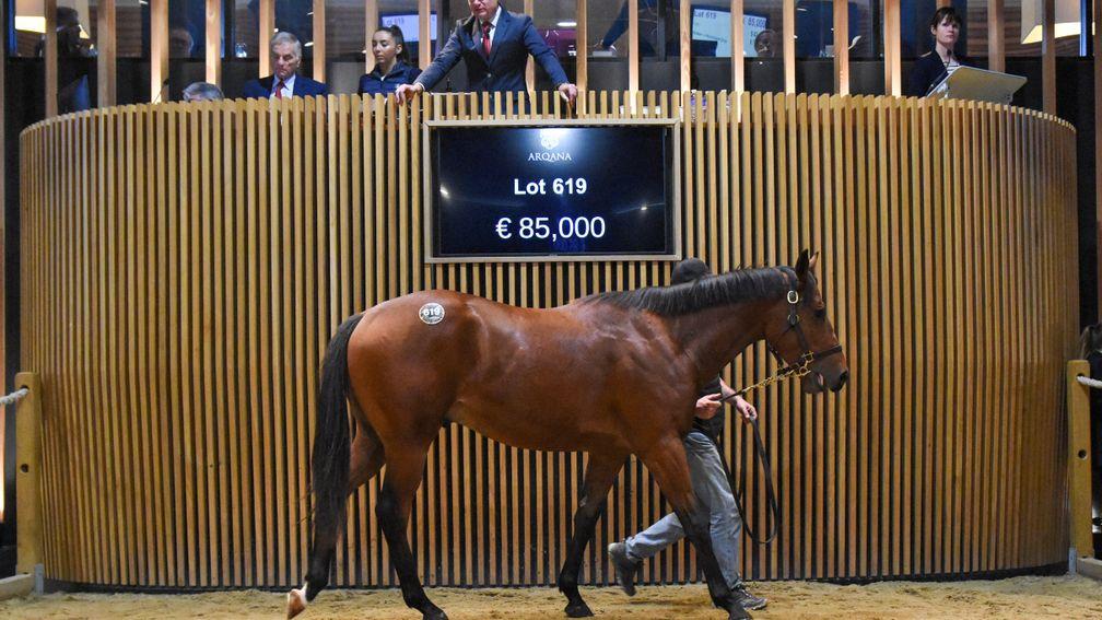 Sevenday, a son of Goken bred by Haras de Colleville, was knocked down for €85,000 at Arqana on Thursday