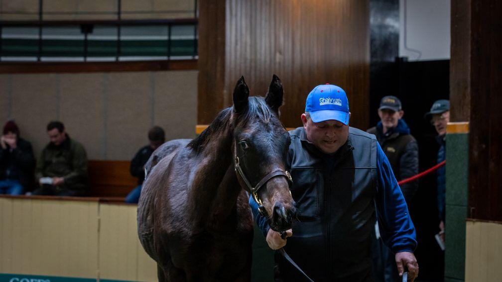 Frances Crowley's Blue Point colt was sold to Godolphin