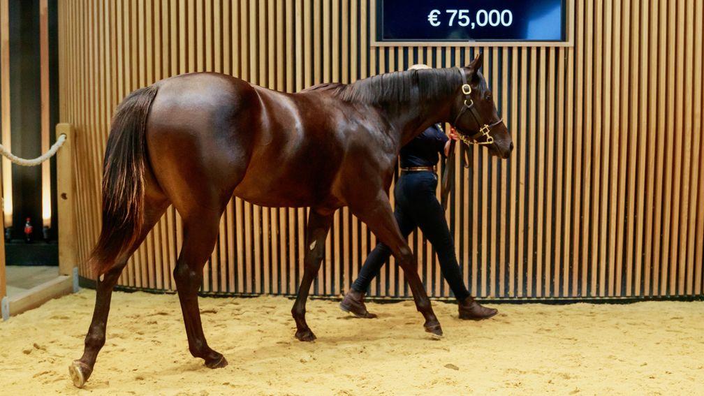 Gianluca Bietolini 'fell in love' with Coulonces' Le Havre filly at Arqana on Tuesday