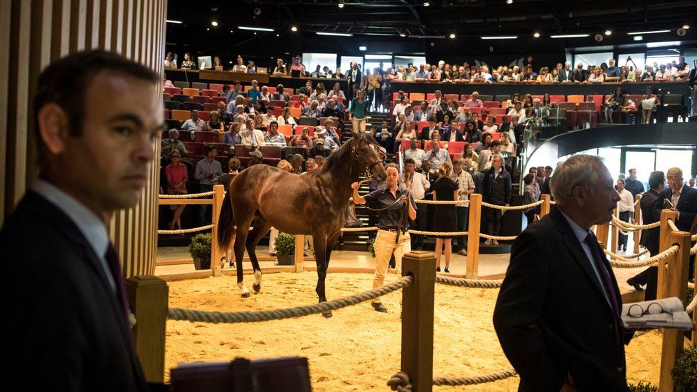 A yearling in the Arqana ring during the 2018 August Sale
