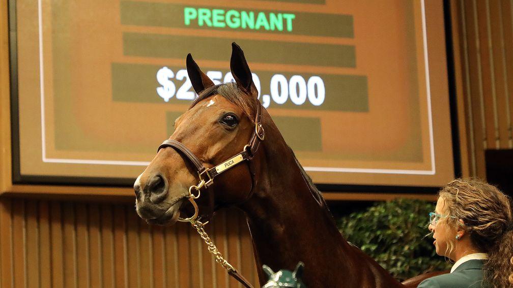 Puca: dam of Kentucky Derby hero Mage sold privately to John Stewart for $2.9 million at Keeneland's November Sale