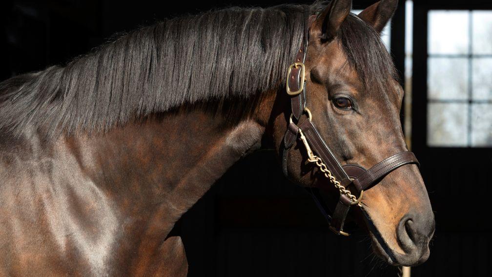 Uncle Mo: Coolmore's sire, pictured here at Ashford Stud, racked up his best-ever statistics in 2020